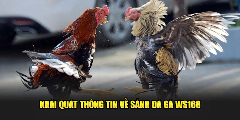 sanh-ws168-da-ga